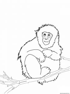 Read more about the article Desenhos de macacos para imprimir e pintar 10